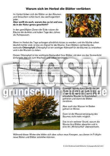 Warum sich im Herbst die Blätter verfärben.pdf